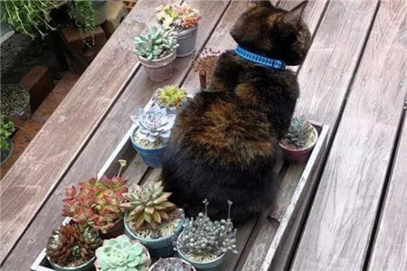 猫和多肉