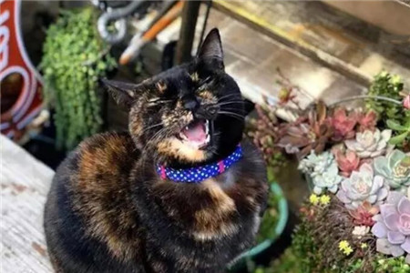 猫和多肉