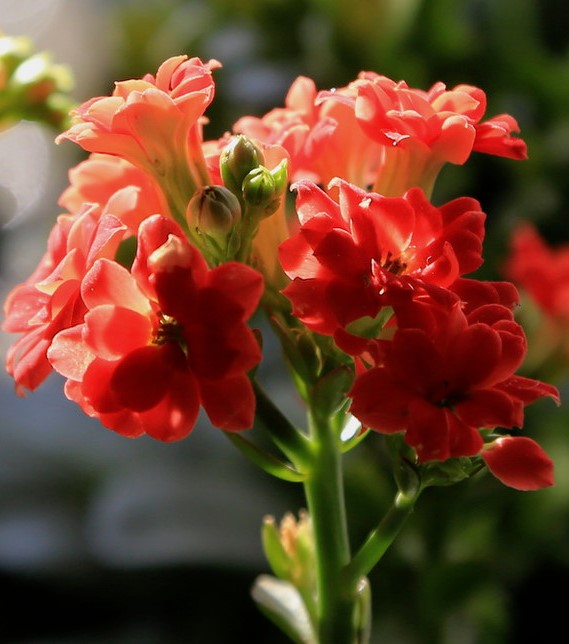 长寿花