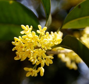 桂花