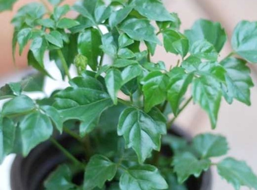 植株