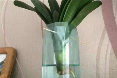 把君子兰架在水培瓶上