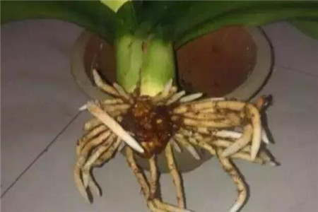 修剪后的君子兰根系