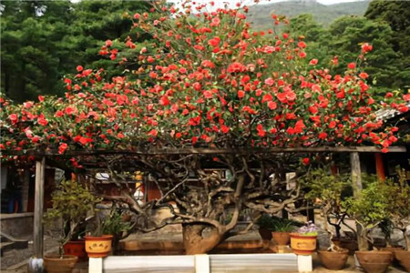 万朵山茶
