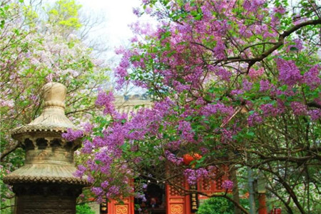 丁香花
