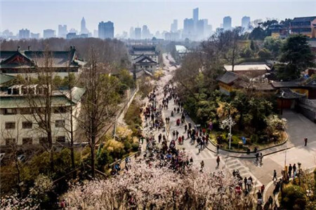 樱花大道