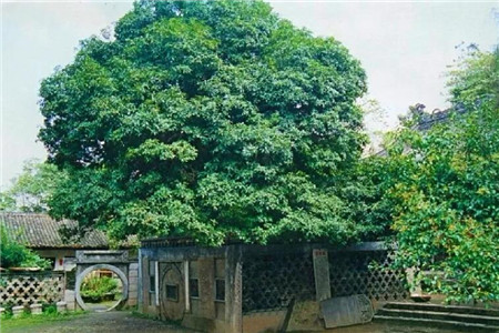 汉桂