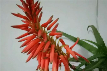 开花的芦荟