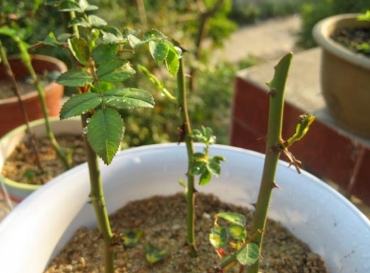 养护桂花