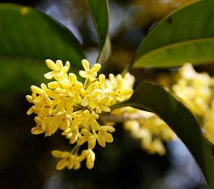 养护桂花