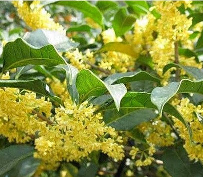 养护桂花