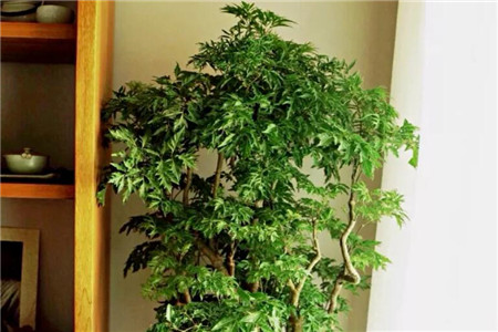 羽叶福禄桐