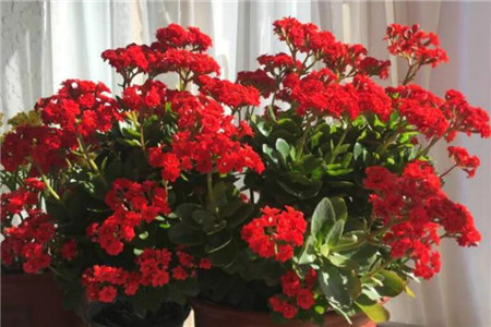 长寿花