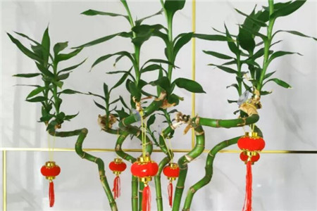 转运竹