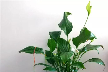 一帆风顺白鹤芋