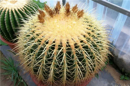 金虎