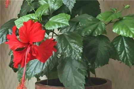 扶桑花