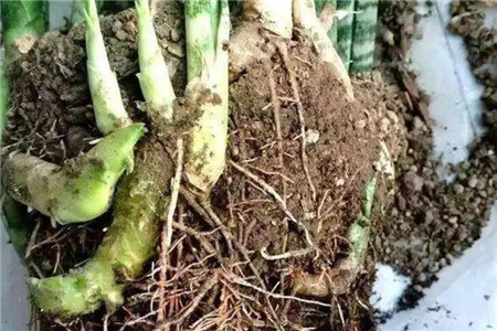 让根系茂盛又粗壮