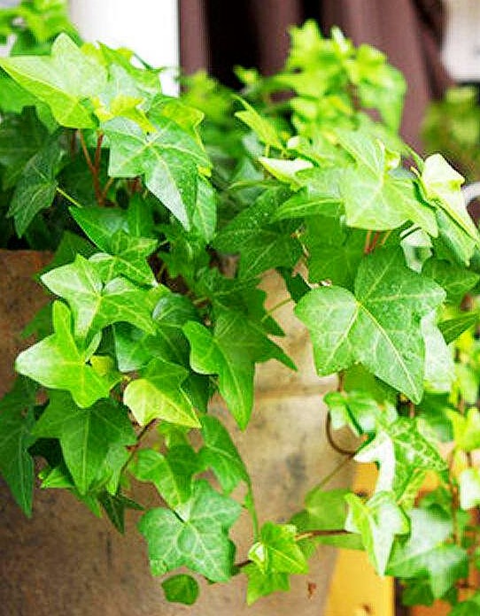 植株