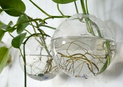 生根水