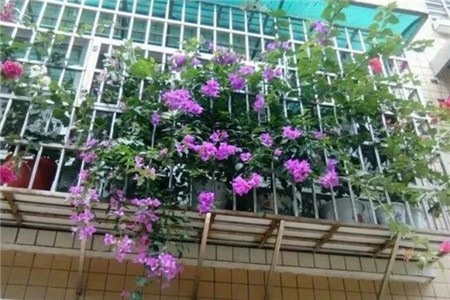 爬藤小阳台