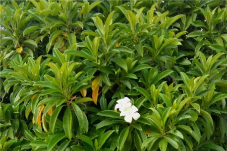 非洲茉莉