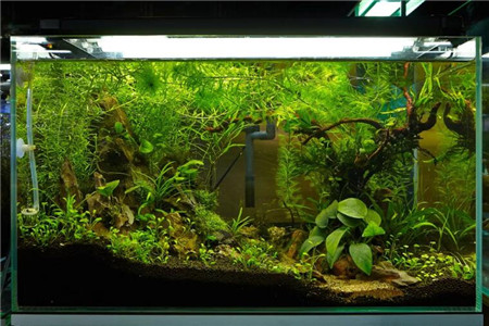 鱼缸水景
