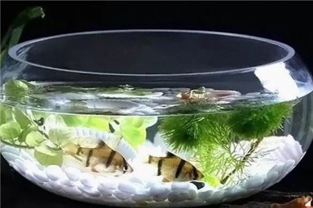 鱼缸水景