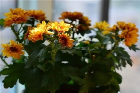 菊花