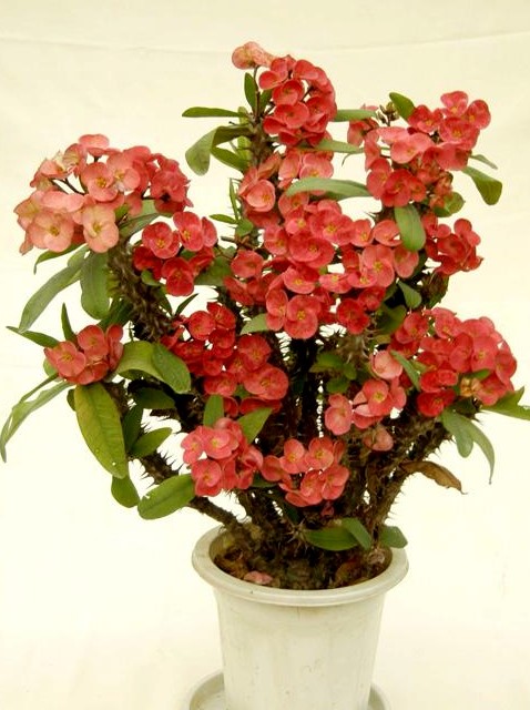花卉