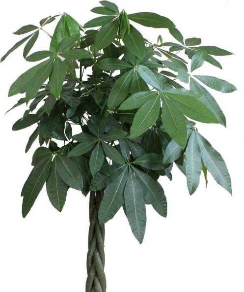 发财树