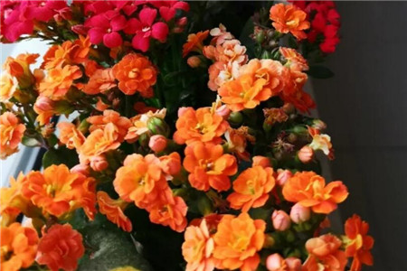 长寿花