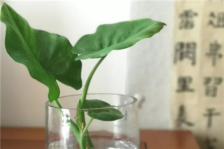 滴水观音