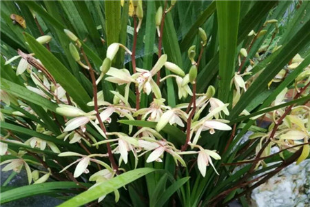 兰花