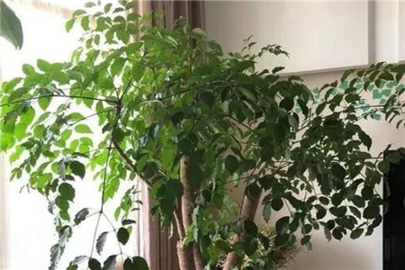 幸福树
