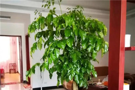 幸福树