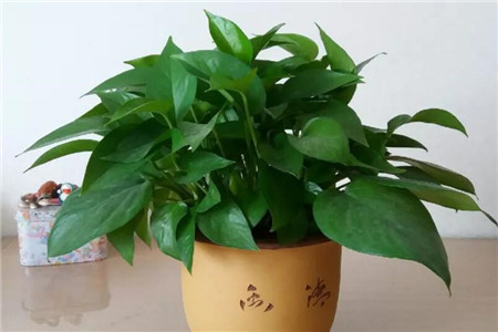 绿萝