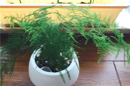 文竹