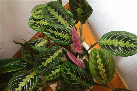 竹芋