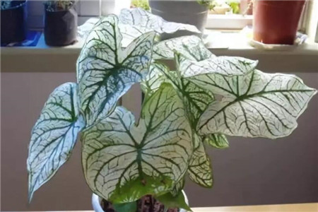 花叶芋