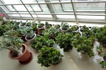 把花搬进屋内