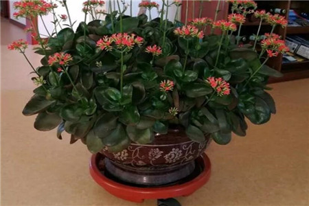 垫高花盆