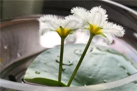金银莲花