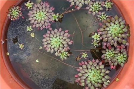 黄花菱