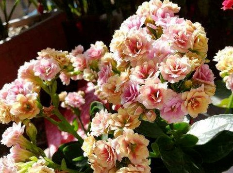 长寿花