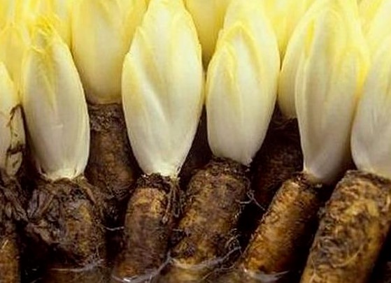 菊苣