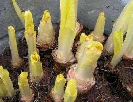 菊苣