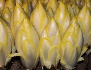 菊苣