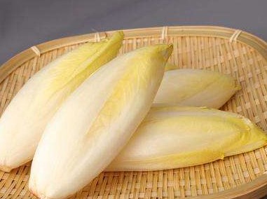 菊苣