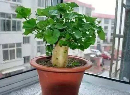 红薯